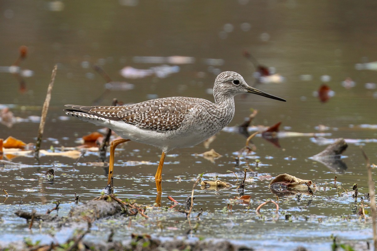plystresnipe - ML643157040
