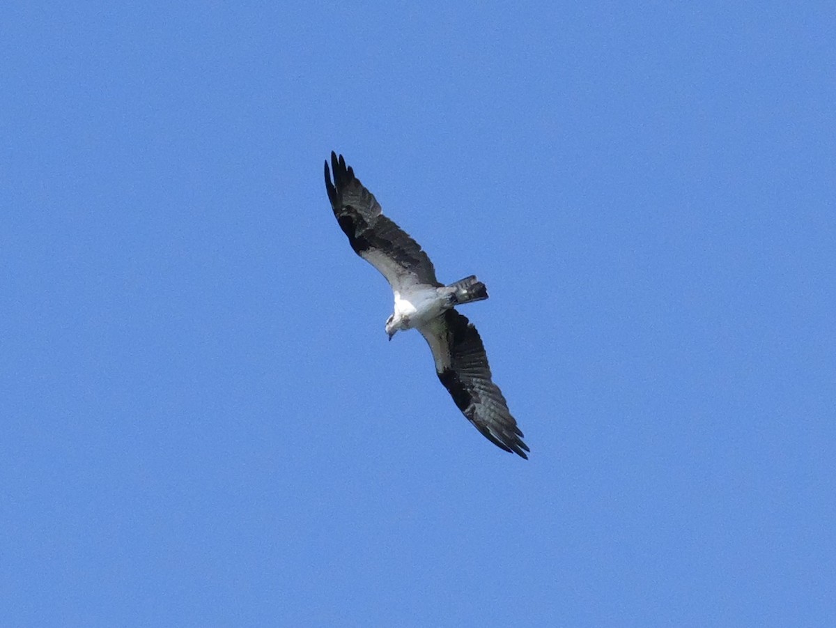 fiskeørn - ML643157045
