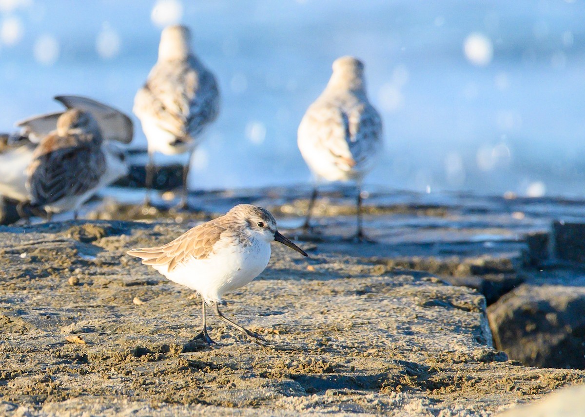 beringsnipe - ML643157053