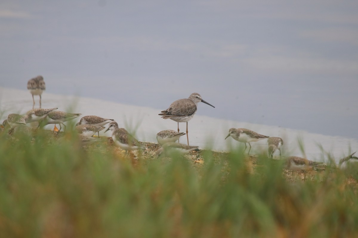styltesnipe - ML643157064