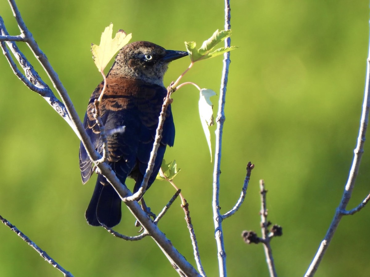 Rusty Blackbird - ML643157071