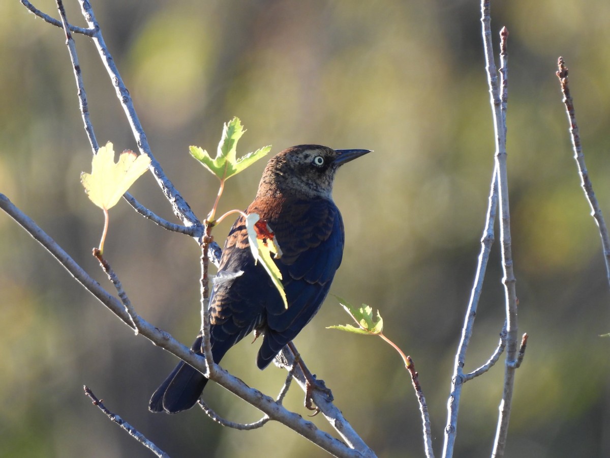 Rusty Blackbird - ML643157072