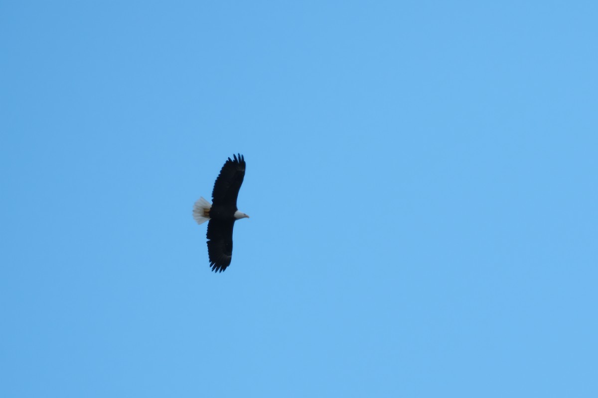 Bald Eagle - ML643157098
