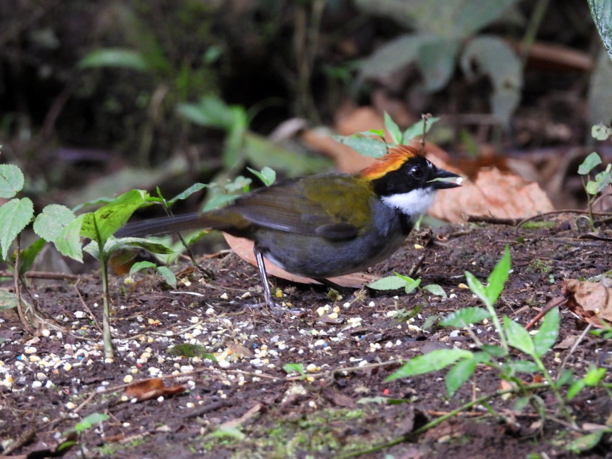 Chestnut-capped Brushfinch - ML643157104