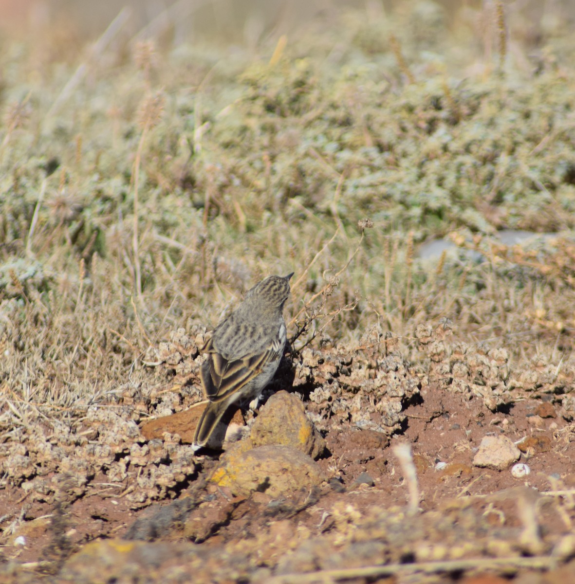Berthelot's Pipit - ML643157143