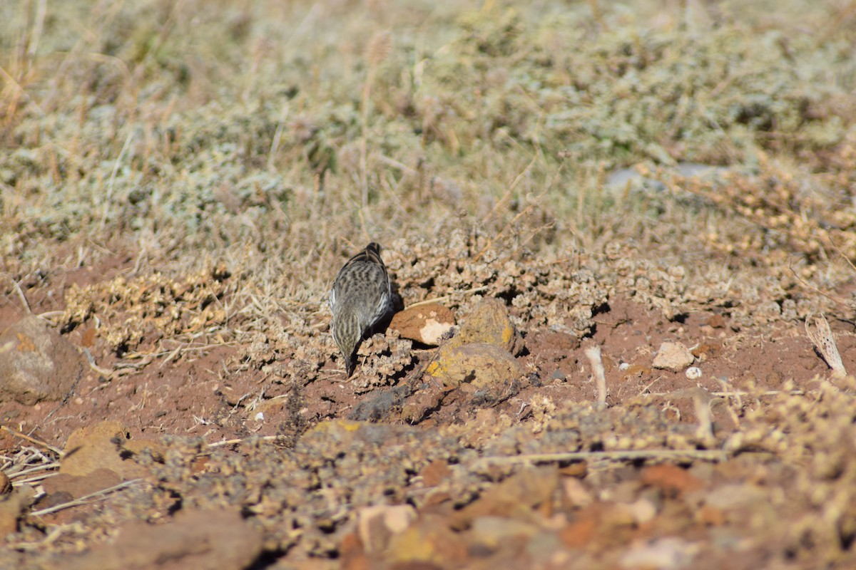 Berthelot's Pipit - ML643157144