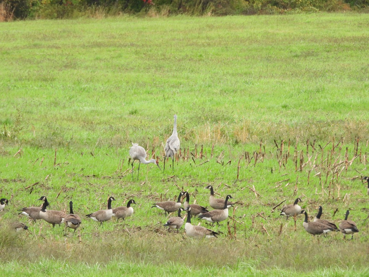 Canada Goose - ML643157164