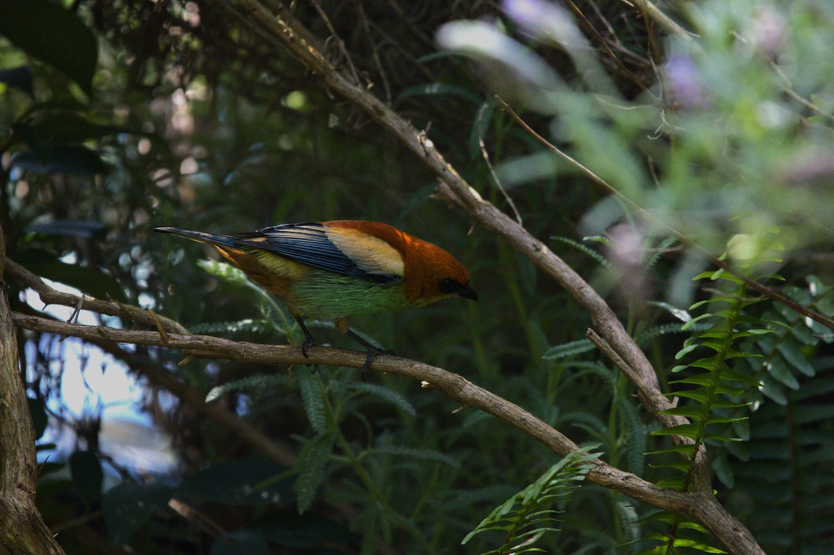 Chestnut-backed Tanager - ML643157172