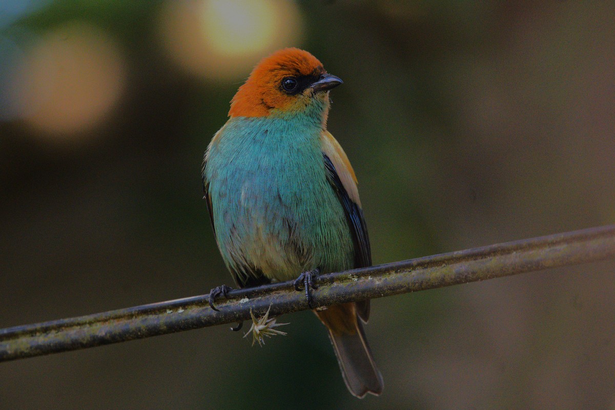Chestnut-backed Tanager - ML643157173