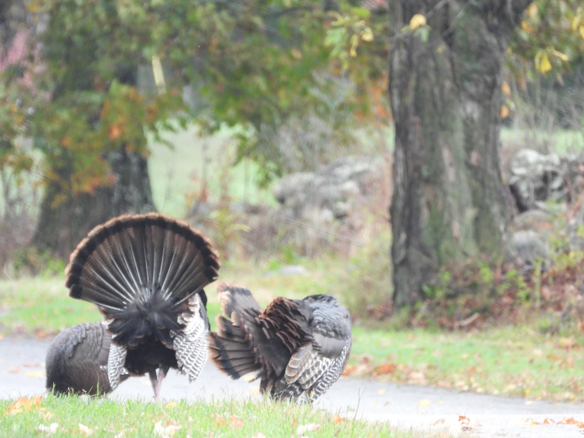 Wild Turkey - ML643157181