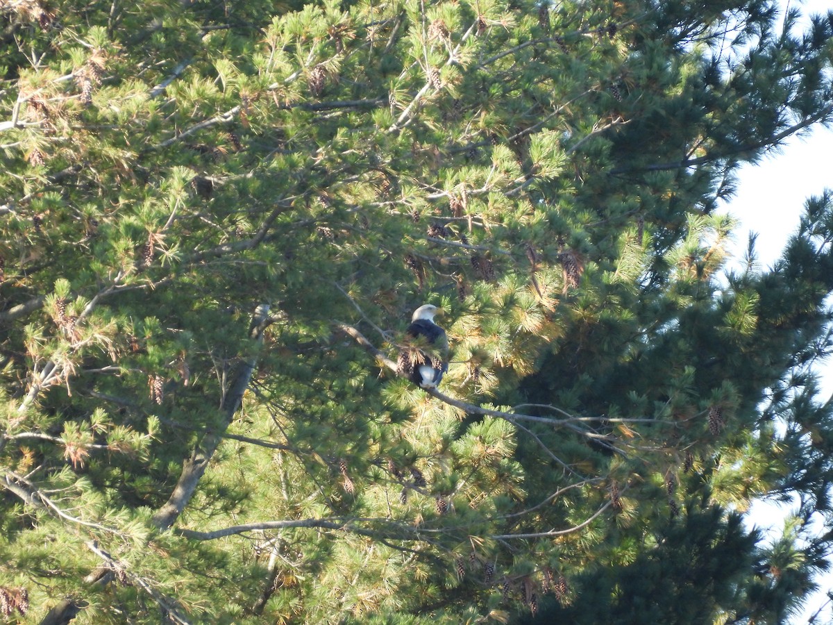 Bald Eagle - ML643157191