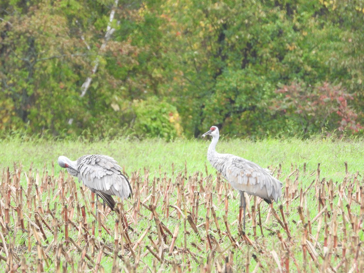 Sandhill Crane - ML643157201