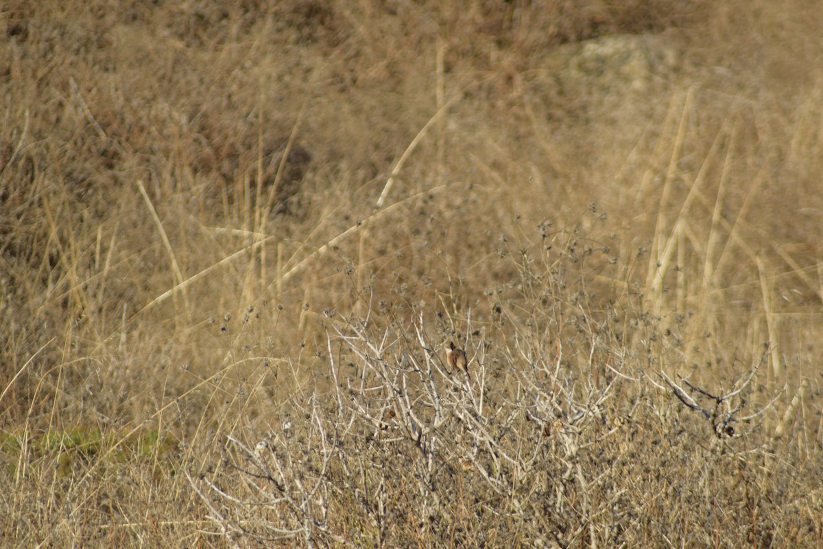 Ezkai-txinboa - ML643157213