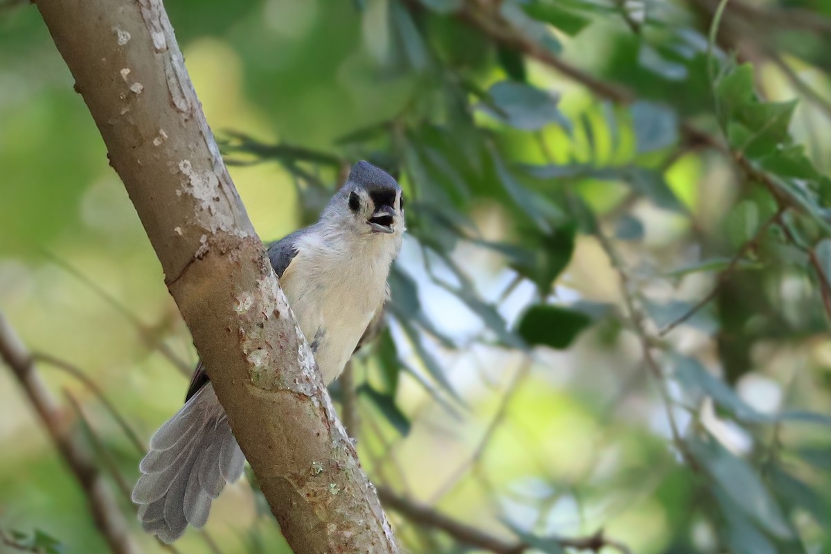 Tufted Titmouse - ML643157234