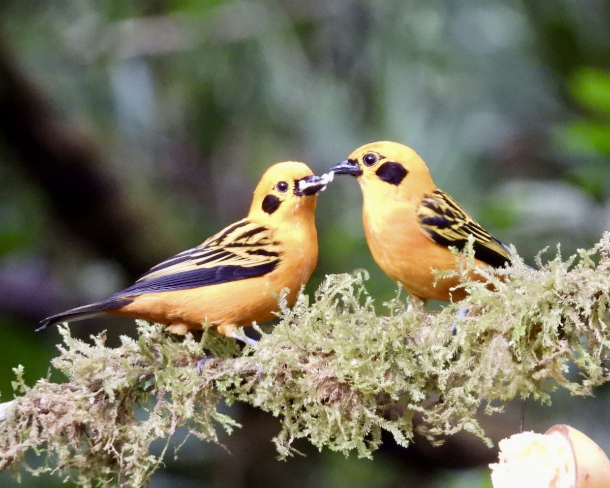 Golden Tanager - ML643157246