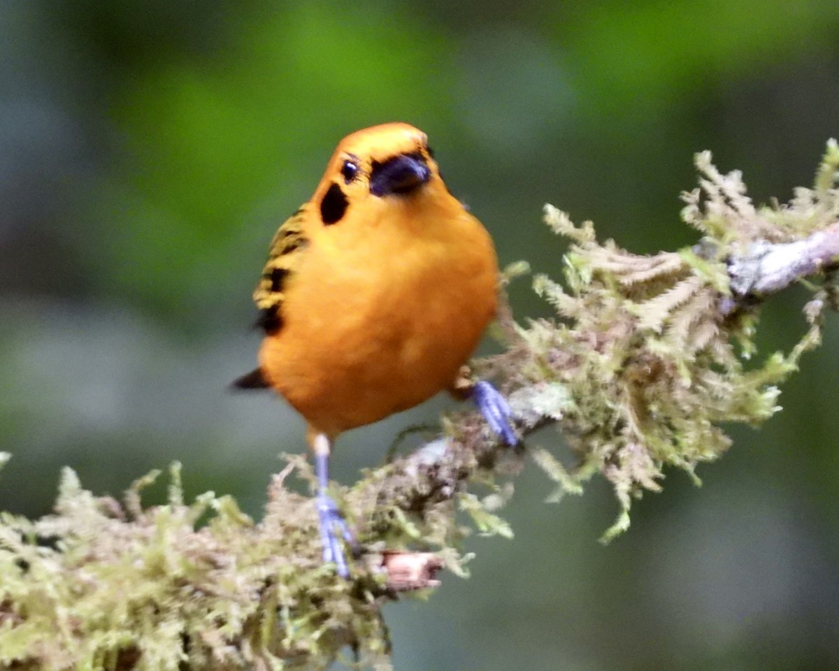 Golden Tanager - ML643157247