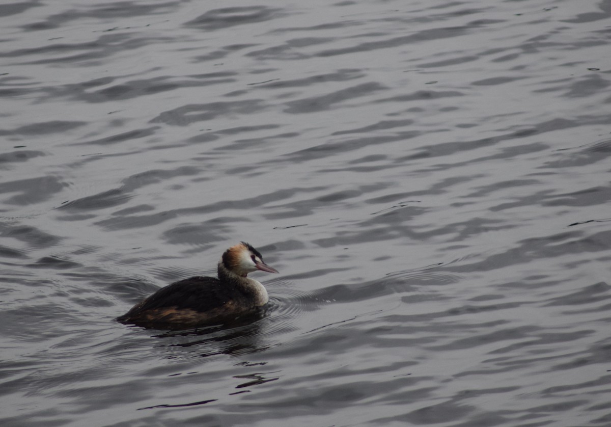 Great Crested Grebe - ML643157251