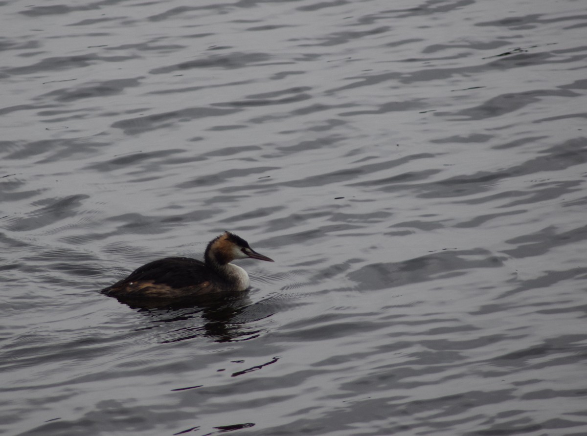 Great Crested Grebe - ML643157252