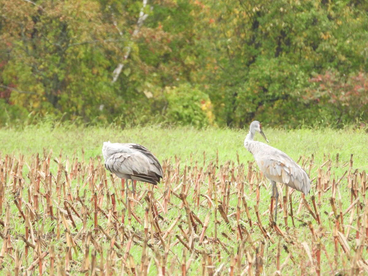 Sandhill Crane - ML643157253