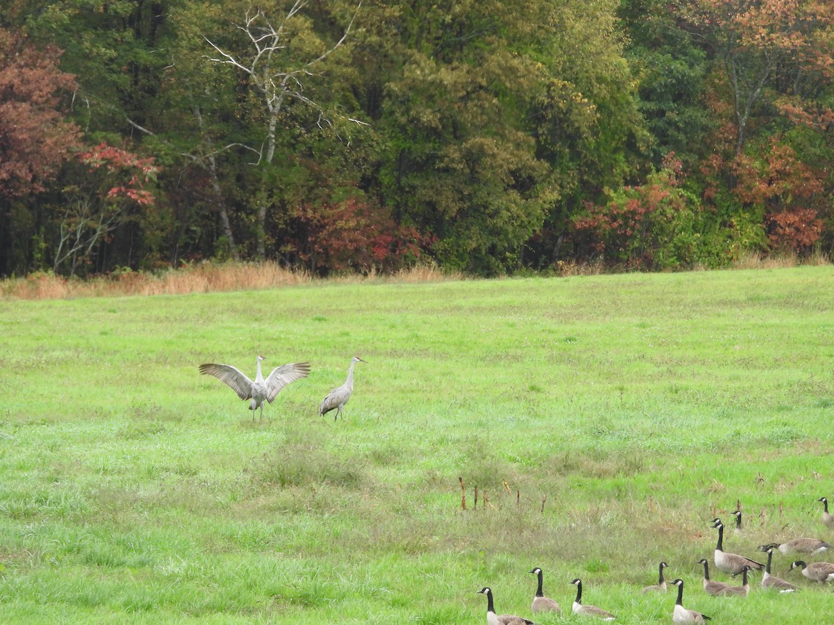 Sandhill Crane - ML643157254