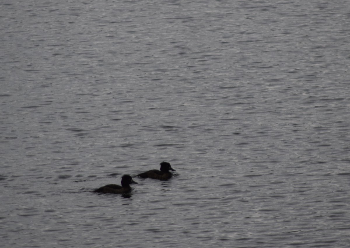 Tufted Duck - ML643157266
