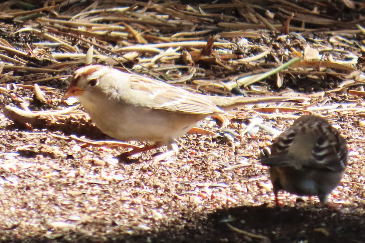 White-crowned Sparrow - ML643157270