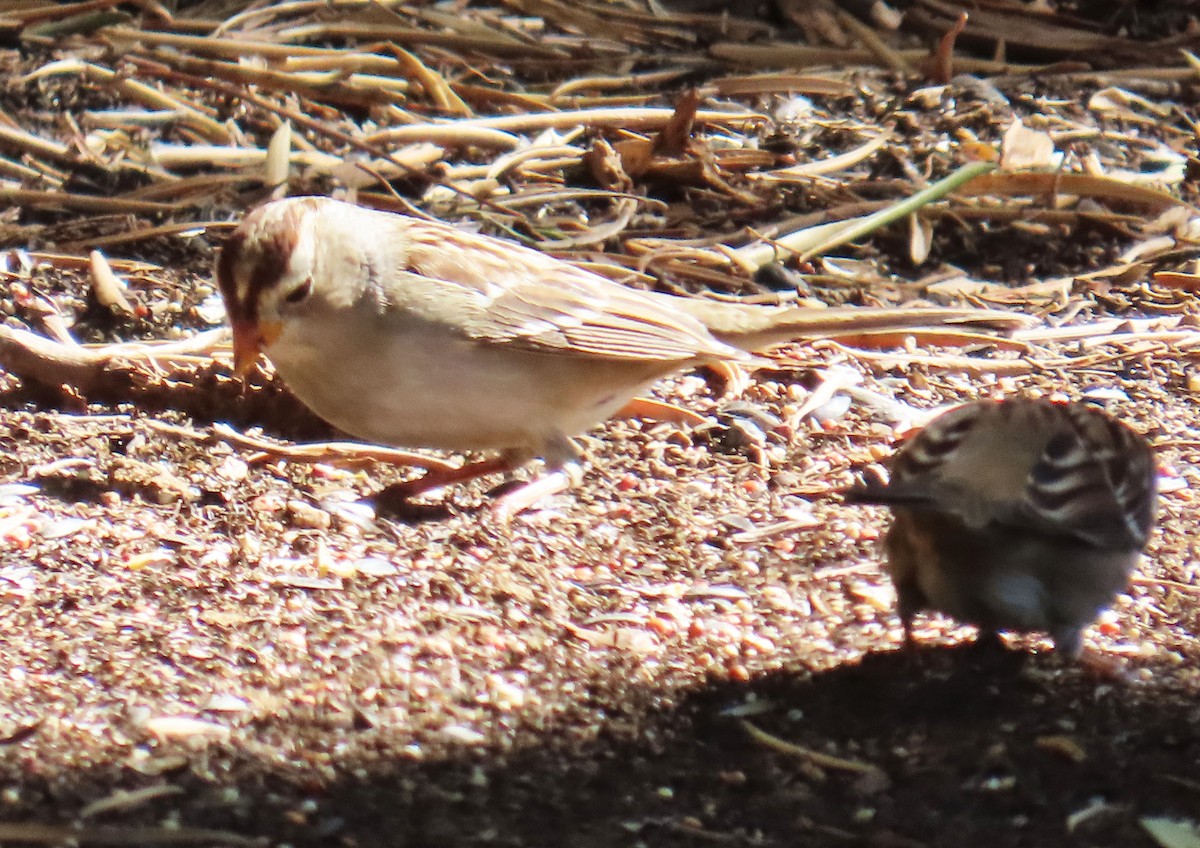 White-crowned Sparrow - ML643157271