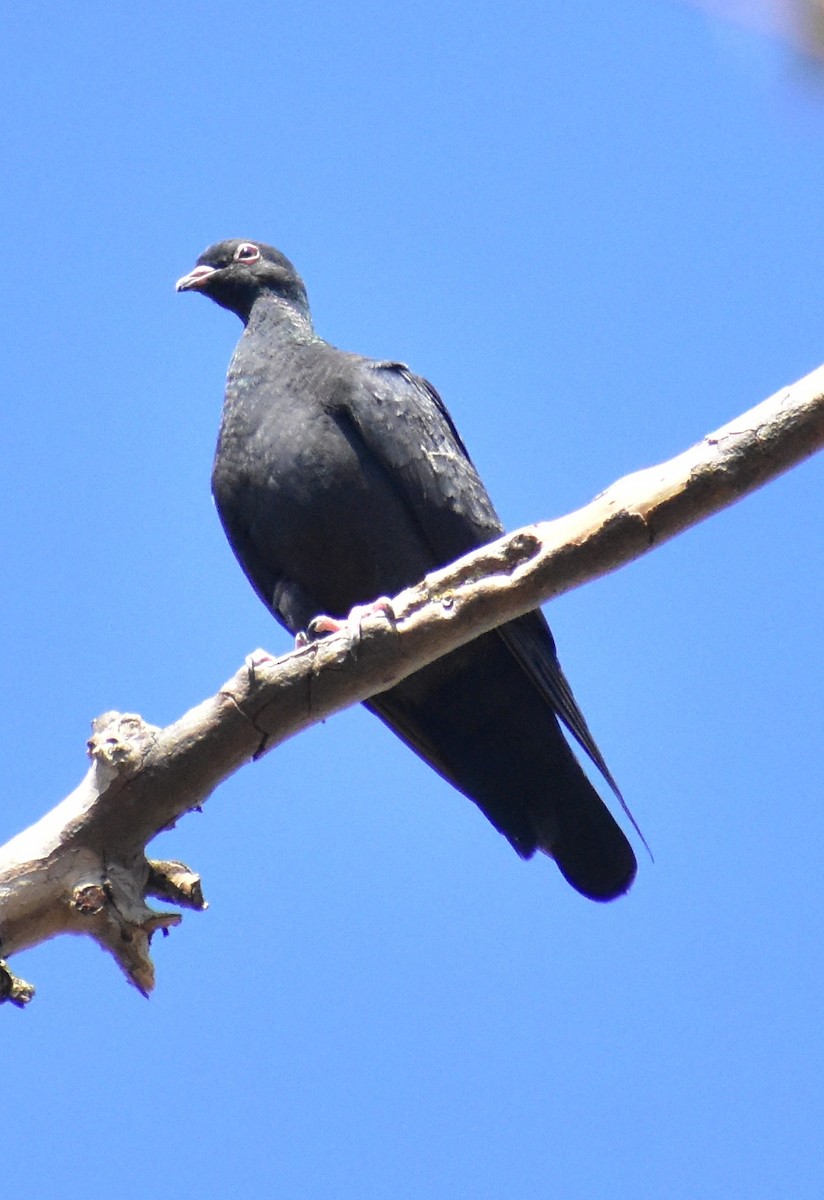 Rock Pigeon (Feral Pigeon) - ML643157280
