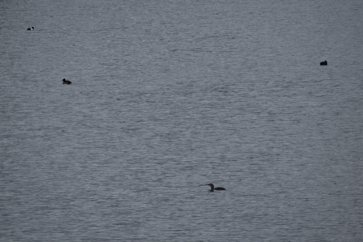 Red-throated Loon - ML643157312