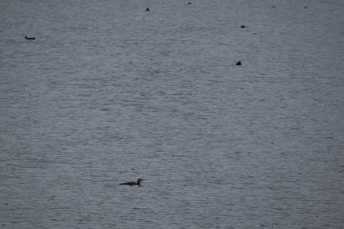 Red-throated Loon - ML643157313