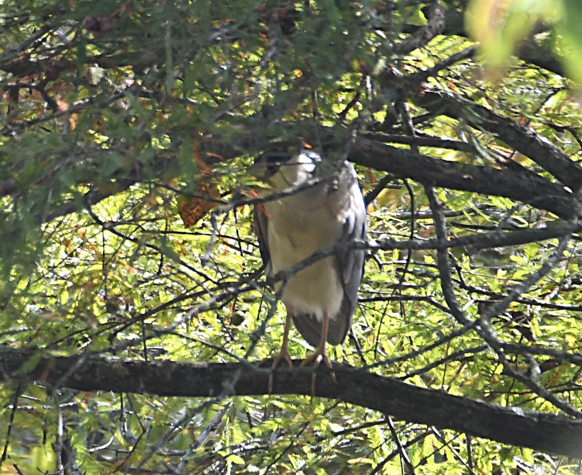 Black-crowned Night Heron - ML643157327