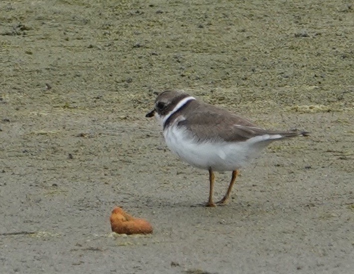 Semipalmated Plover - ML643157336