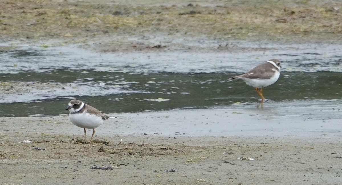 Semipalmated Plover - ML643157337