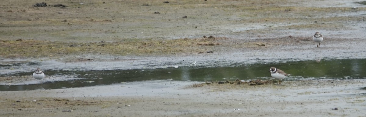 Semipalmated Plover - ML643157338
