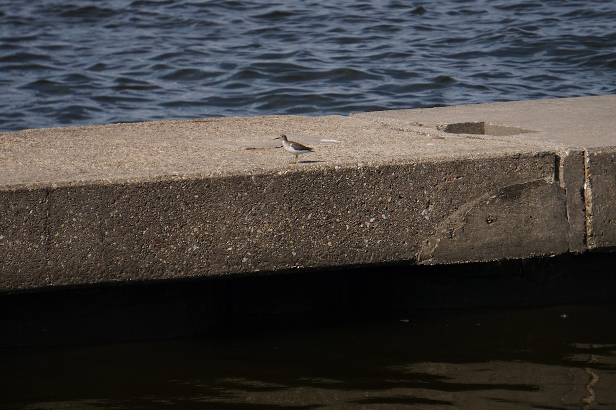 Drosseluferläufer - ML643157357