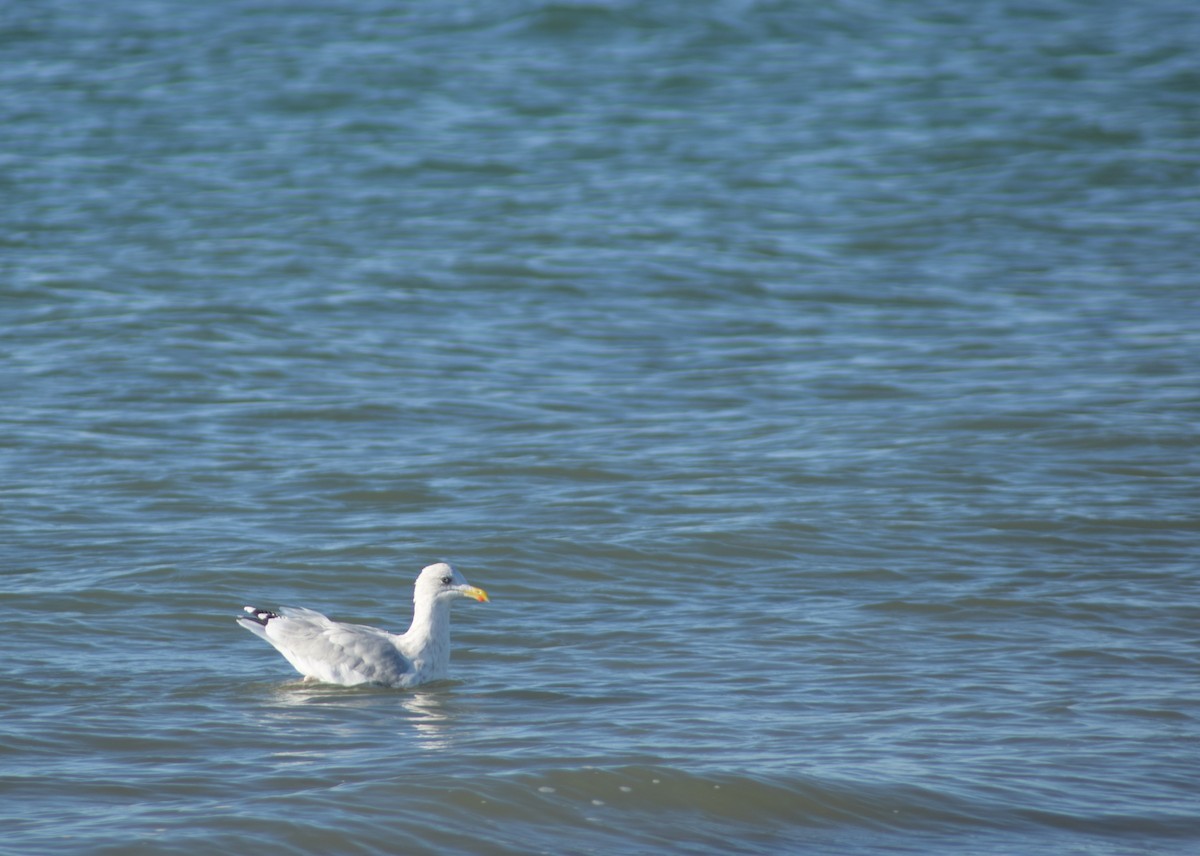 European Herring Gull - ML643157366