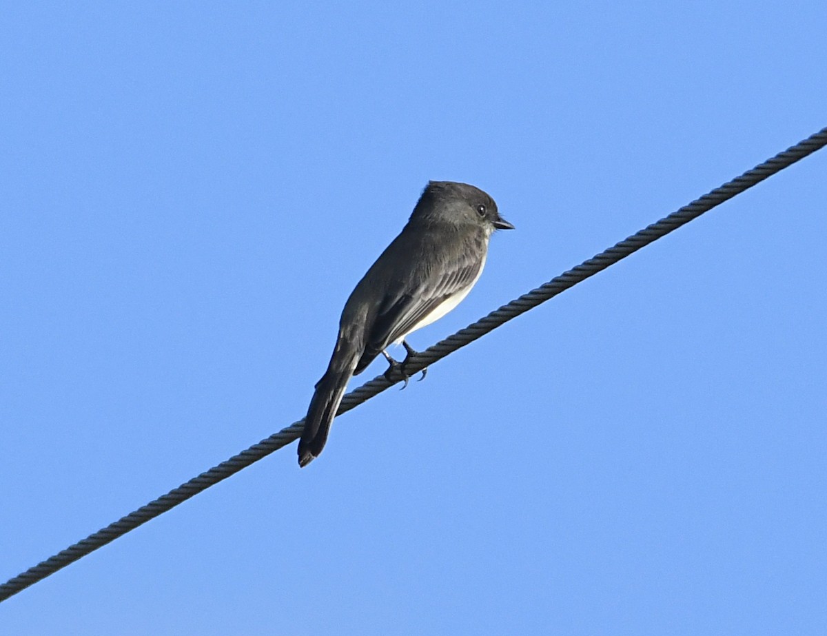 Eastern Phoebe - ML643157367