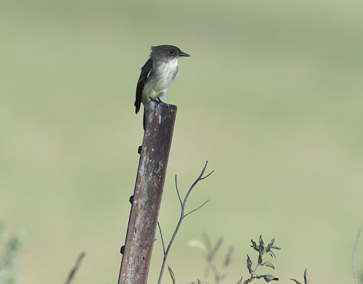 Eastern Phoebe - ML643157368