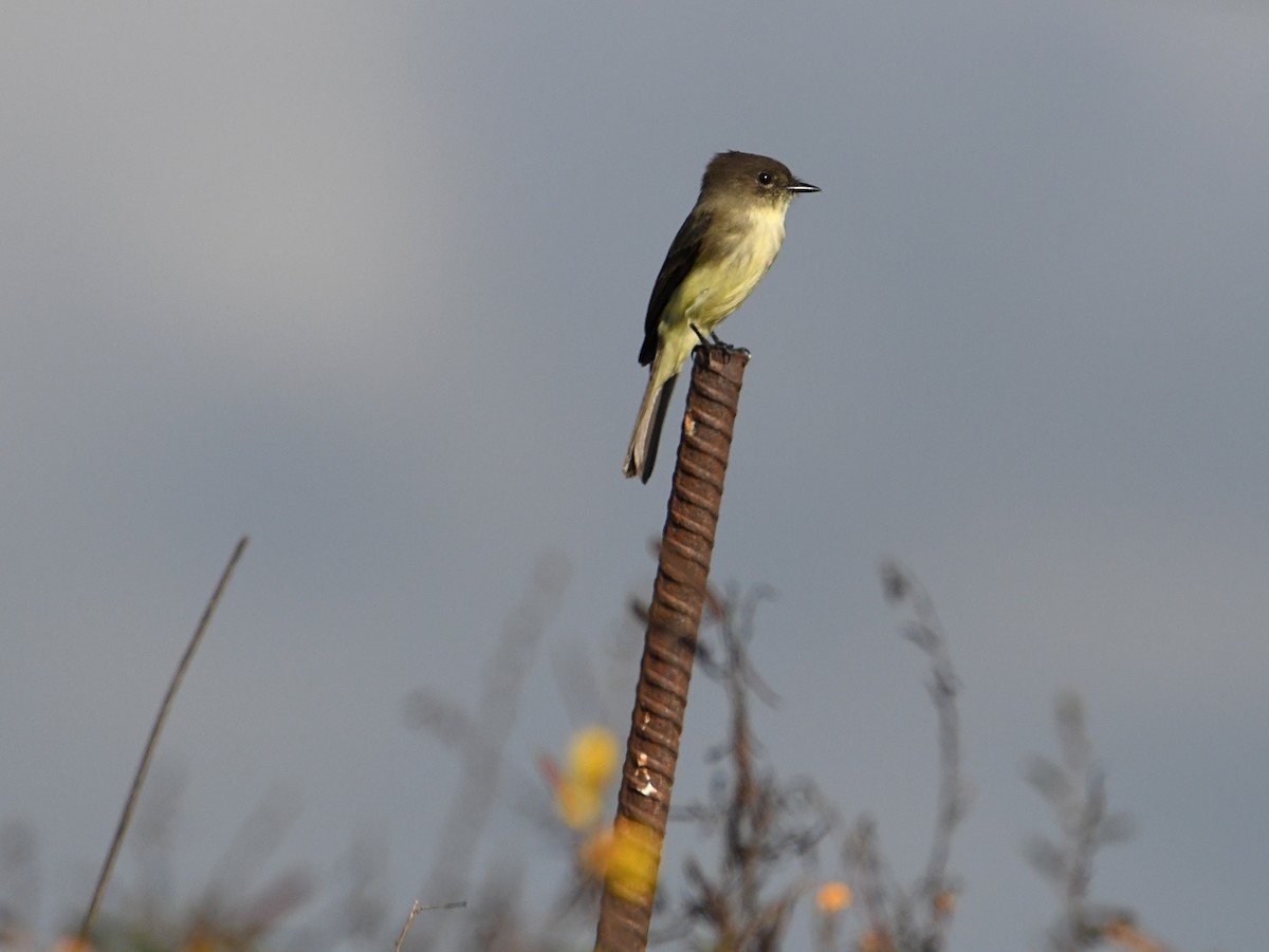 Eastern Phoebe - ML643157370