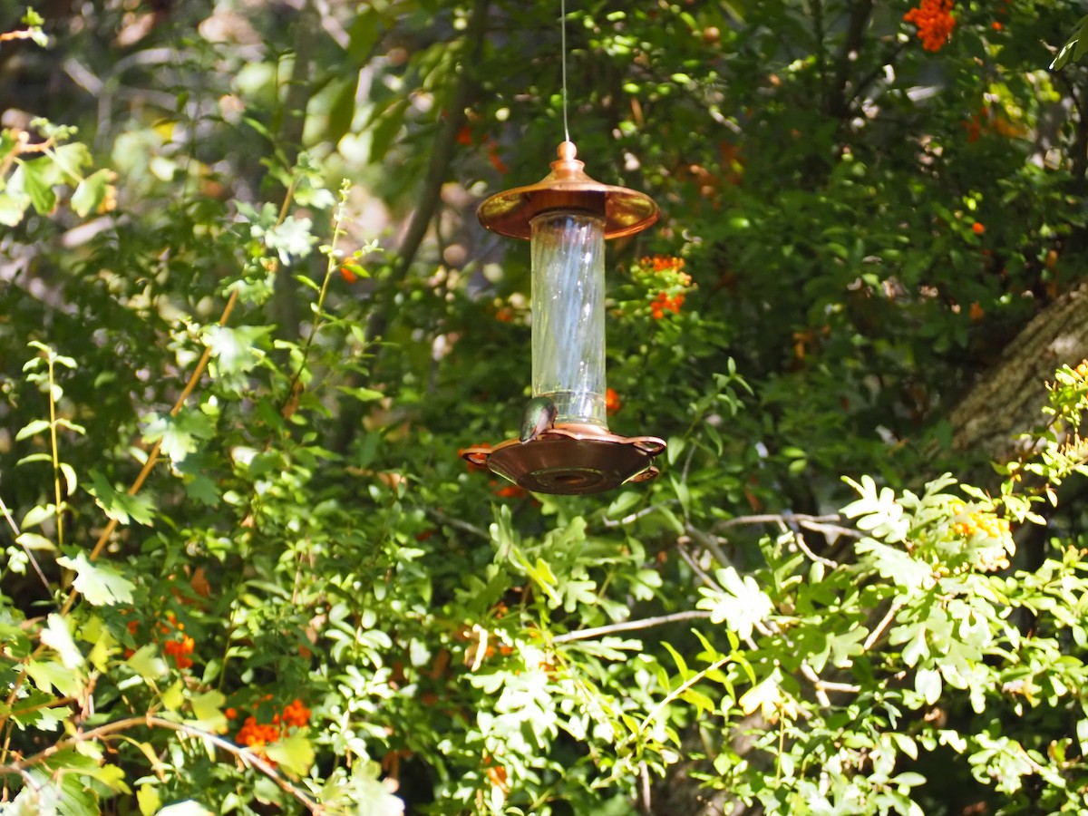 Broad-tailed Hummingbird - ML643157372