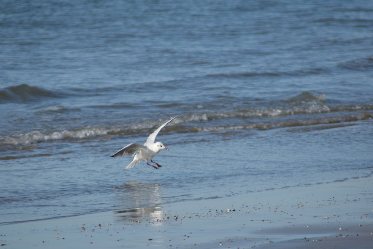 Black-headed Gull - ML643157383