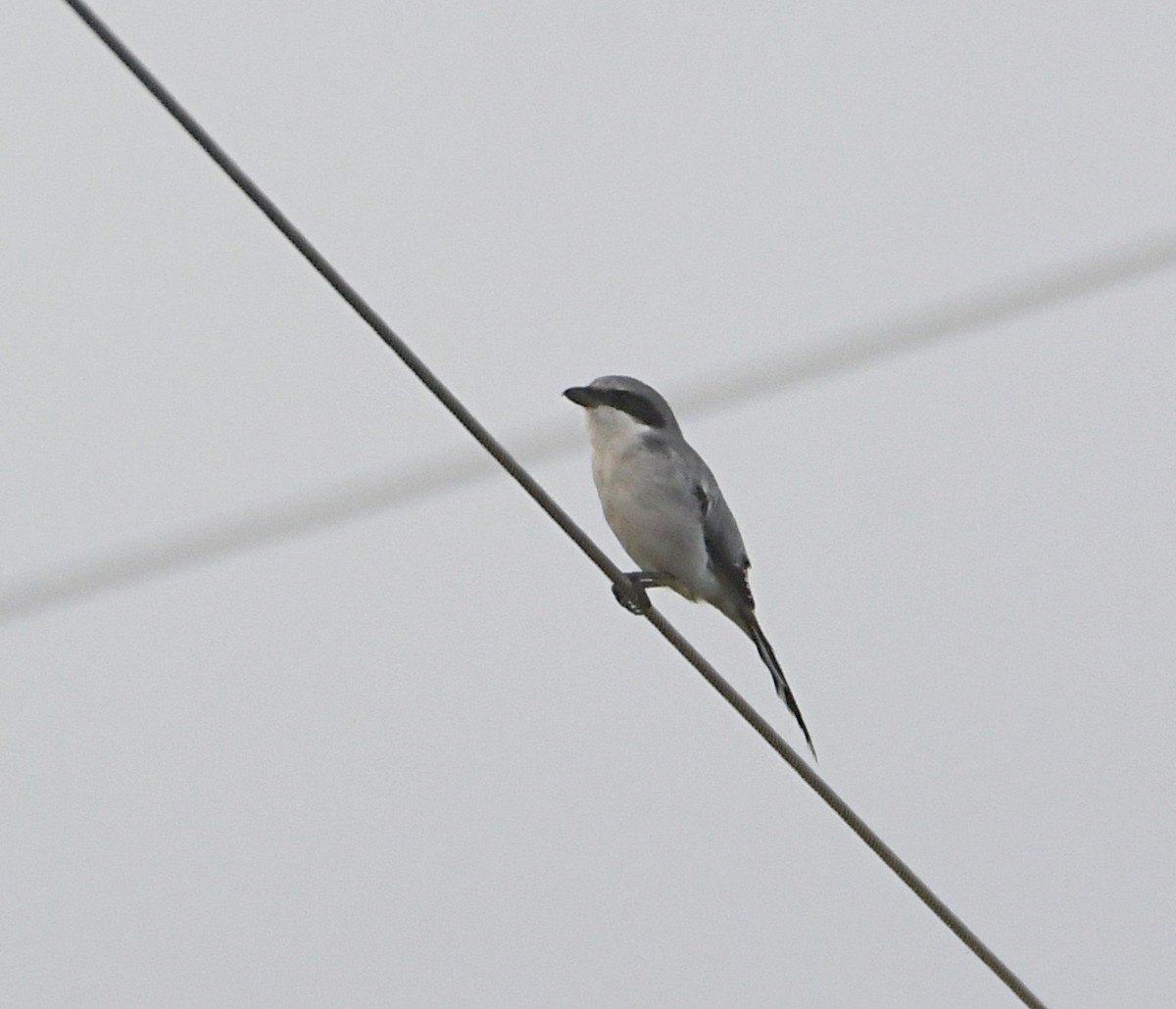 Loggerhead Shrike - ML643157391