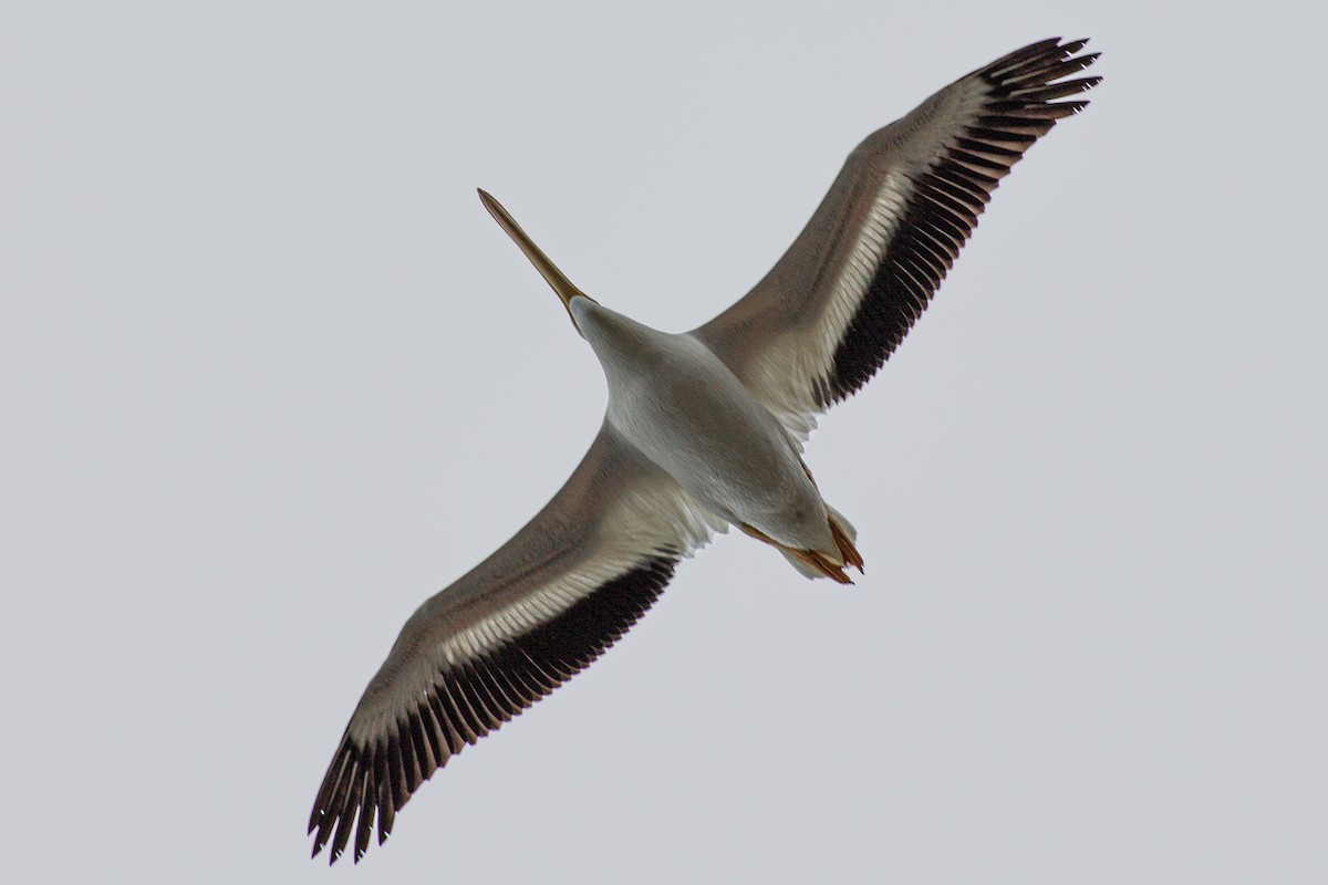 American White Pelican - ML643157396