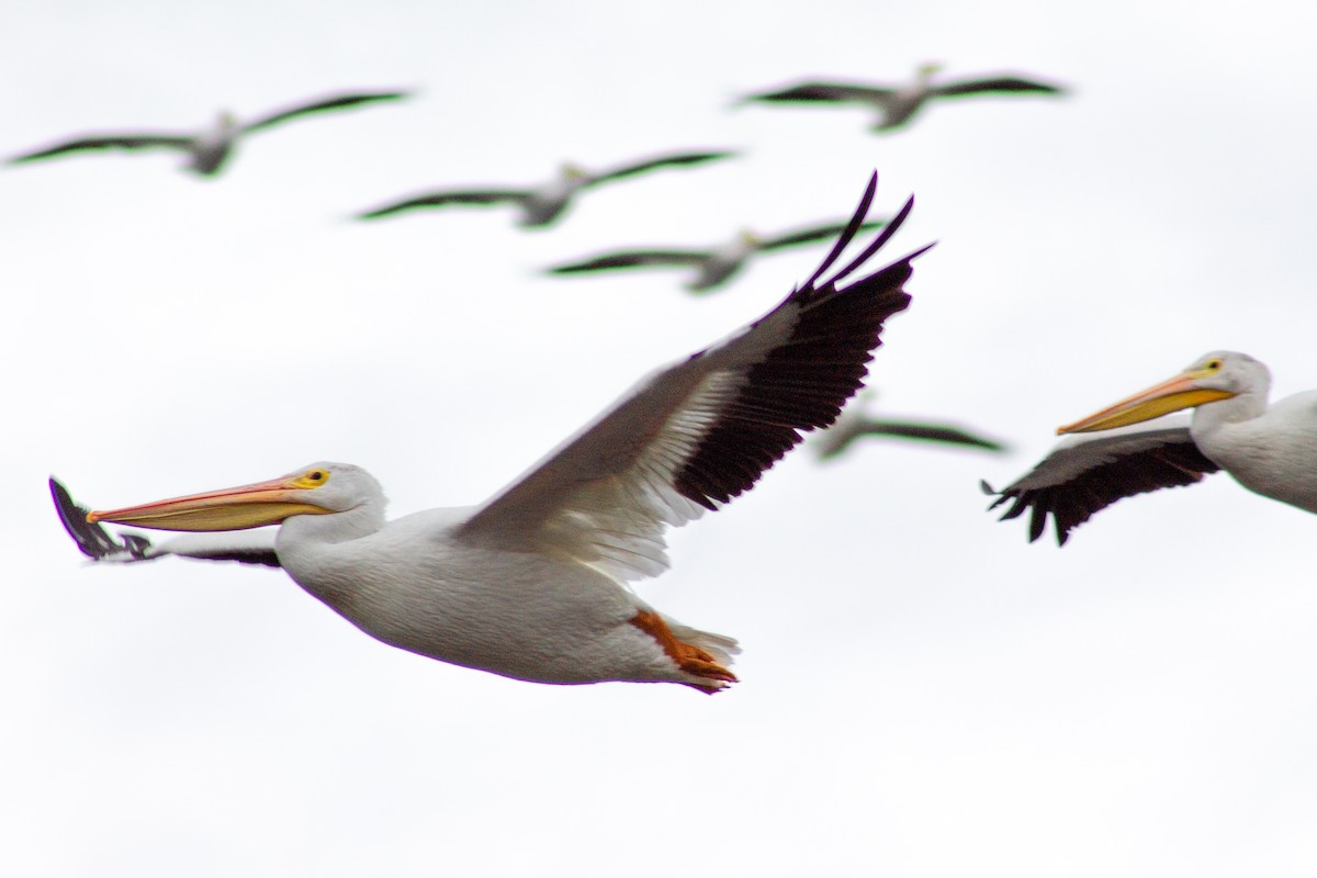 American White Pelican - ML643157398