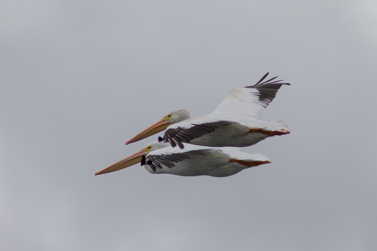 American White Pelican - ML643157399