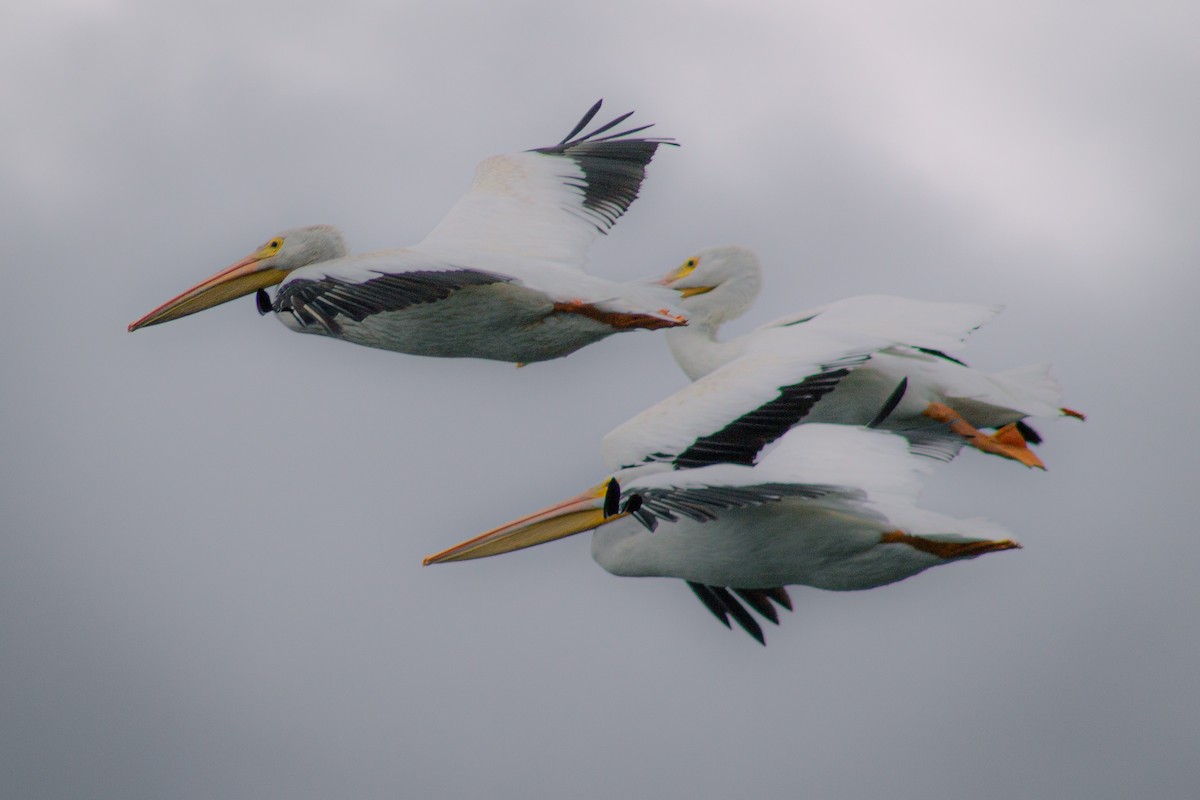 American White Pelican - ML643157401