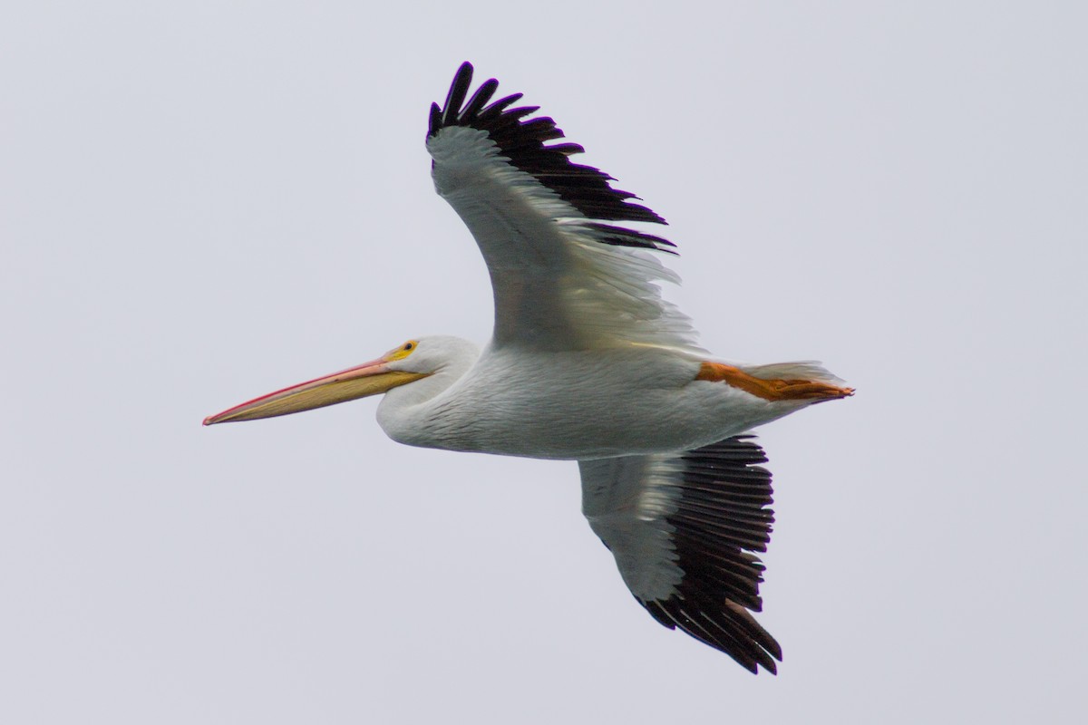 American White Pelican - ML643157402