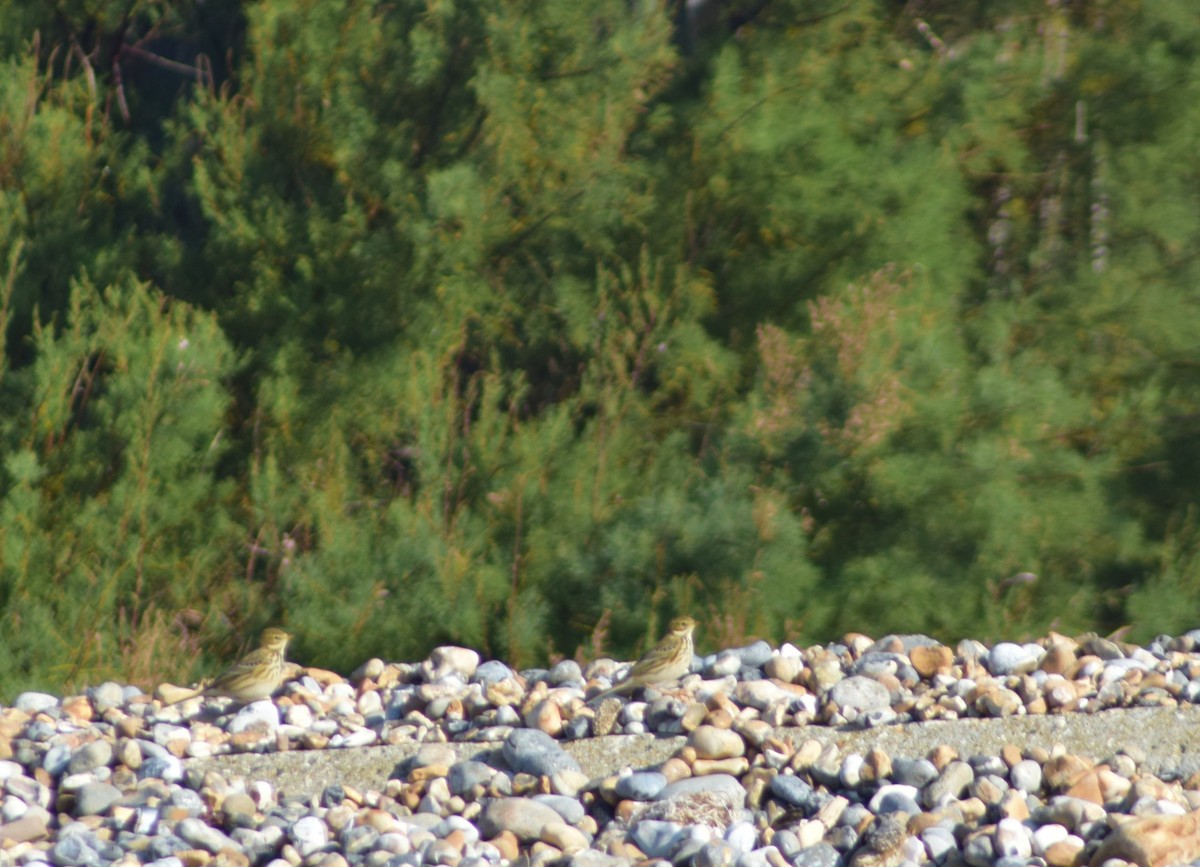 Meadow Pipit - ML643157403