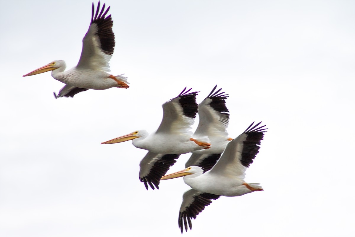 American White Pelican - ML643157404