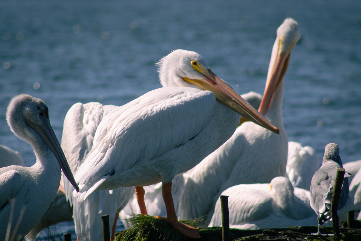 American White Pelican - ML643157405
